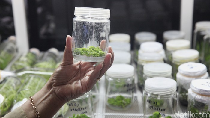 Nursidah, petugas Laboratorium Kultur Jaringan Tanaman Anggrek Dinas Ketahanan Pangan, Kelautan dan Pertanian (KPKP) DKI Jakarta melakukan budidaya anggrek di Pusat Pengembangan Benih dan Proteksi Tanaman (PBPT) Lebak Bulus, Jakarta Selatan, Rabu (19/11/2025). Kegiatan ini menjadi bagian dari upaya pemerintah meningkatkan kualitas dan ketersediaan bibit tanaman hias di ibu kota.