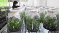 Deretan benih bibit anggrek di botol transparan. Bibit benih anggrek membutuhkan waktu hingga satu tahun untuk pindahkan ke media tanam.  