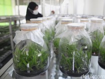 Mengintip Proses Pengembangan Bibit Anggrek Berkualitas