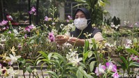 Nursidah, petugas Laboratorium Kultur Jaringan Tanaman Anggrek Dinas KPKP DKI Jakarta menunjukkan anggrek di green house Pusat Pengembangan Benih dan Proteksi Tanaman (BPPT) Lebak Bulus.  