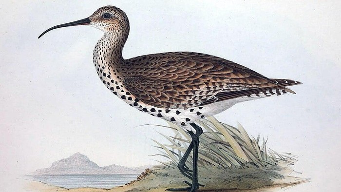 Penampakan Burung curlew berparuh ramping (Numenius tenuirostris), yang kini dinyatakan IUCN sudah punah.