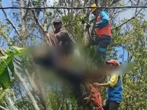 Pemuda Tewas Tersetrum di Atas Pohon Cengkeh Pemalang