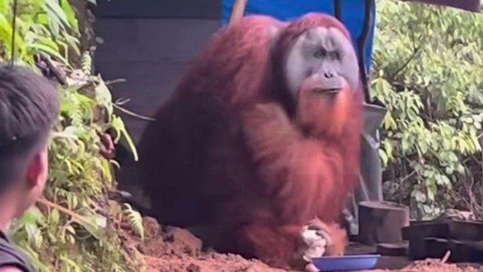 Video memperlihatkan satu orangutan diberikan makan dan minum di tengah hutan. (Tangkapan Layar video viral)