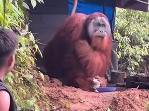Video Pemuda Beri Makan-Tawarkan Minum ke Orangutan Viral, BKSDA Telusuri
