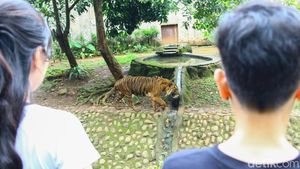 Viral Harimau Srideli Terlihat Kurus, TMS Tegaskan Kondisinya Sehat dan Ideal
