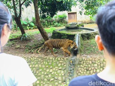 Viral Harimau Srideli Terlihat Kurus, TMS Tegaskan Kondisinya Sehat dan Ideal
