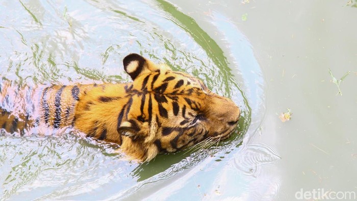 Seekor harimau Sumatera bernama Srideli mendadak menjadi sorotan publik setelah sebuah video yang menampilkan tubuhnya terlihat kurus beredar luas di media sosial. Warganet ramai mempertanyakan kondisi satwa berusia 11 tahun itu, bahkan muncul dugaan bahwa ia tidak mendapat pakan yang cukup.