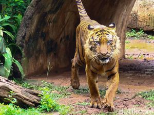 Isu Pakan Harimau Ragunan Dibawa Pulang Ternyata Karangan Orang