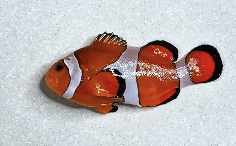 Chef masak nemo Wow! Chef Ini Nekat Masak Ikan Nemo jadi Menu Mewah