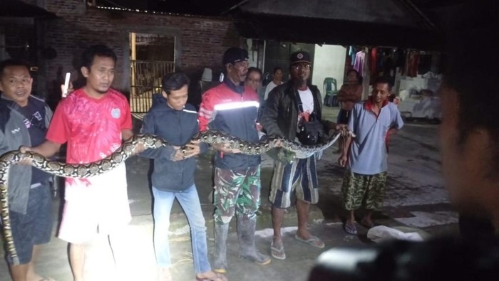 Penampakan ular piton sepanjang 4 meter yang dievakuasi dari rumah warga di Dusun Pleret, Karangdowo, Klaten, Rabu (19/11/2025) malam.