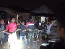 Ayam Warga Pleret Klaten Berhamburan, Ternyata Hendak Dimangsa Piton Jumbo