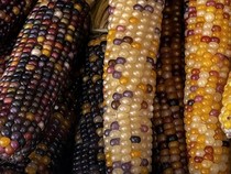 5 Jenis Jagung di Dunia, Warnanya Ada Ungu hingga Hitam!