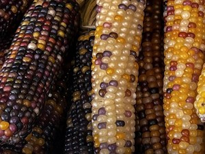 5 Jenis Jagung di Dunia, Warnanya Ada Ungu hingga Hitam!