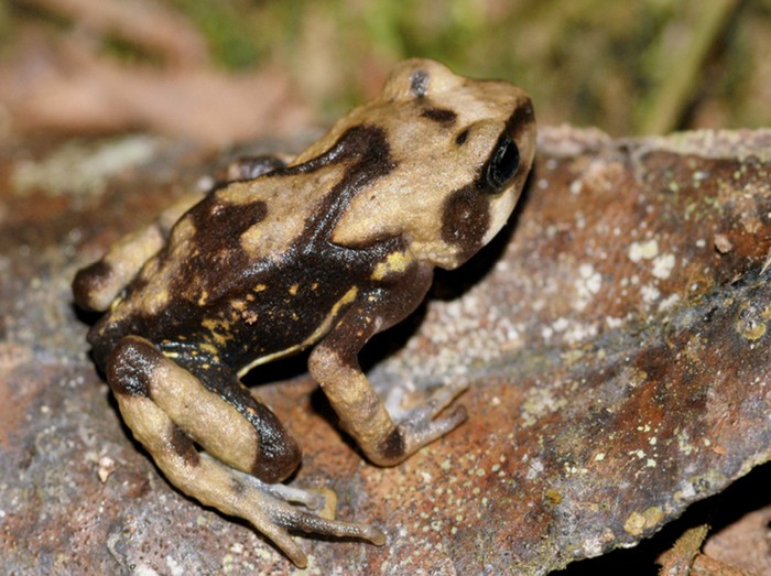 Katak spesies Nectophrynoides luhomeroensis yang ditemukan di Tanzania