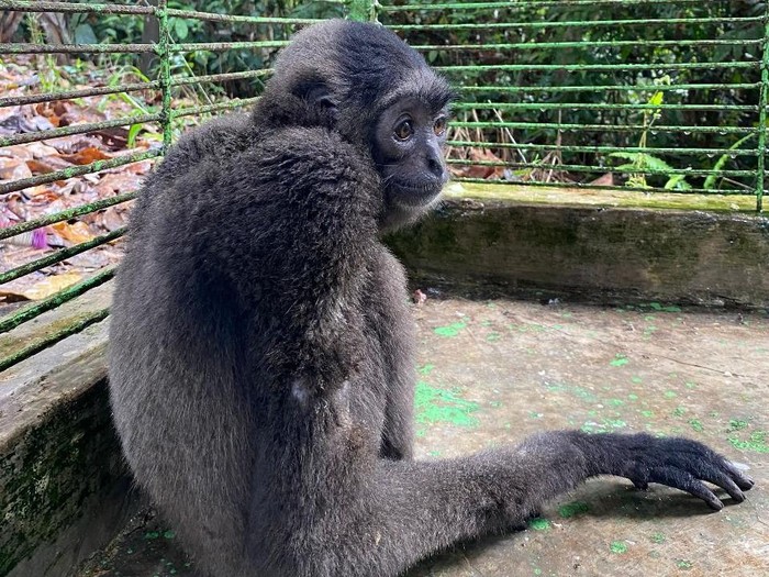 Kondisi terbaru owa bernama Gollum setelah menjadlani perawatan di PPS Longsam, Berau, Kaltim.