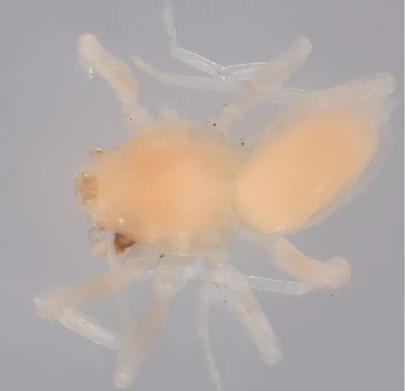 Laba-laba tanpa mata