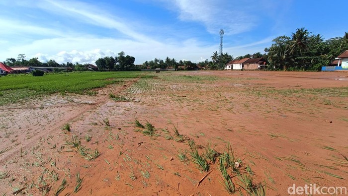 Area lahan pertanian yang rusak karena diterjang lumpur terdampak longsor di Desa Cibeunying, Kecamatan Majenang, Kabupaten Cilacap, Kamis (20/11/2025).