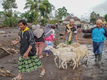 124 Ternak Warga Lumajang Mati Disapu Awan Panas Semeru