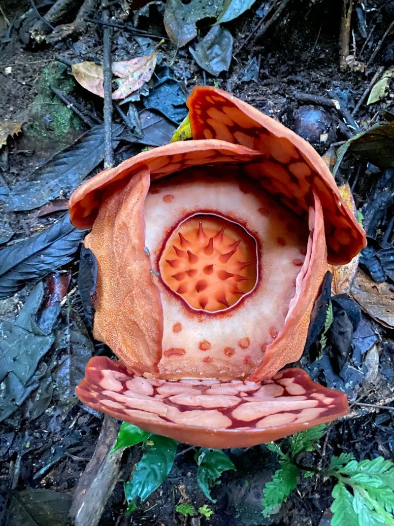 Penemuan Rafflesia hasseltii