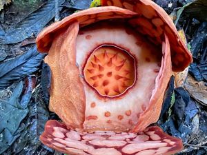 Temuan Bunga Langka Rafflesia hasseltii Bikin Heboh, Ini Penjelasan BRIN
