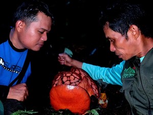 Rafflesia Hasseltii, Ditemukan Setelah 13 Tahun, Ada di Hutan Rakyat-Habitat Harimau