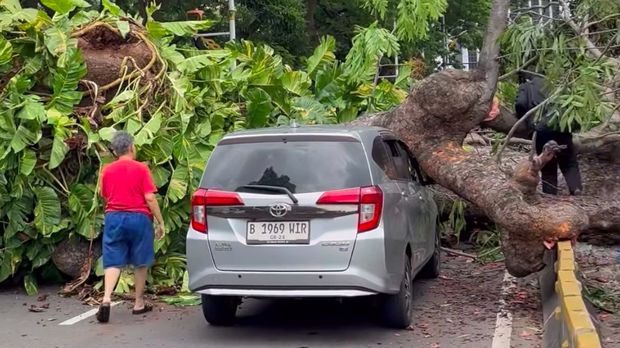 Pohon besar di Jalan Sisingamangaraja, Senayan, Jakarta Selatan tumbang. Batang pohon tersebut menimpa mobil hingga konstruksi MRT. (dok Pribadi/IG @a.candenibg)