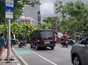 Cuaca Tidak Hujan, Ini Detik-detik Pohon Besar Tumbang Tutup Jalan di Senayan