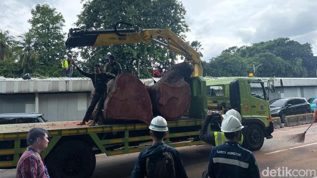 Pohon besar yang tumbang di Jalan Sisingamangaraja, Senayan, masih proses dievakuasi. Kendaraan hendak menuju Semanggi diarahkan ke jalur TransJakarta. (Adhfar AS/detikcom)
