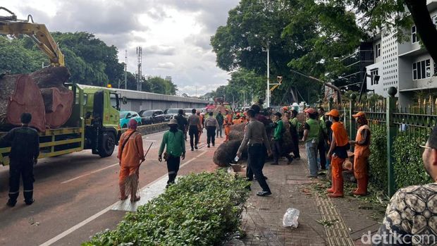 Pohon besar yang tumbang di Jalan Sisingamangaraja, Senayan, masih proses dievakuasi. Kendaraan hendak menuju Semanggi diarahkan ke jalur TransJakarta. (Adhfar AS/detikcom)
