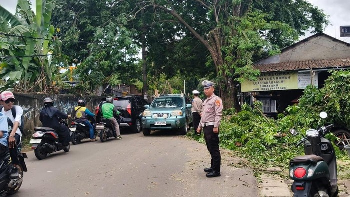 Pohon Tumbang di Tangsel