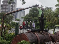 Video Detik-detik Pohon Tumbang di Senayan, 524 Penumpang MRT Dievakuasi