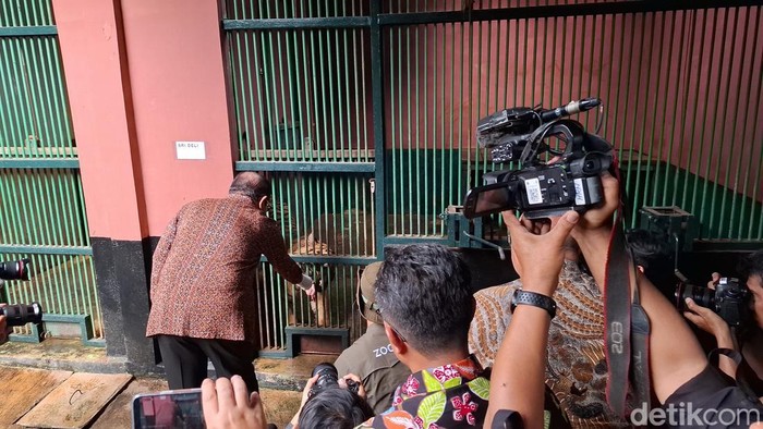 Pramono beri pakan harimau di Ragunan. (Brigitta/detikcom)