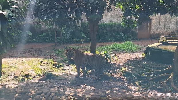 Pramono Cek Harimau Ragunan Pramono Cek Harimau Ragunan