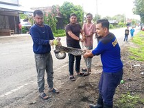 Ular Piton Sepanjang 2 Meter Ditangkap di Kandang Ayam Warga Aceh Besar