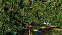 Pekerja memanjat tangga bambu untuk memetik buah matang. Landscape pertanian Thailand kini menjadi awal baru bagi ratusan pengungsi Myanmar. Foto: REUTERS/Athit Perawongmetha
