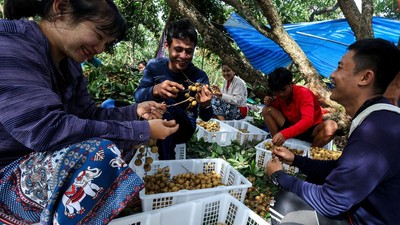 Semringah Pengungsi Myanmar Temukan Hidup Baru di Kebun Lengkeng