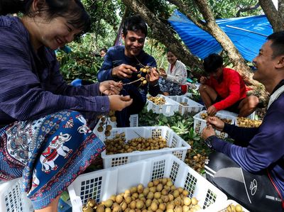 Semringah Pengungsi Myanmar Temukan Hidup Baru di Kebun Lengkeng