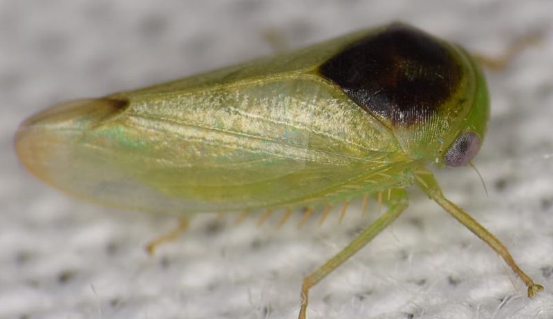 Serangga mirip katak