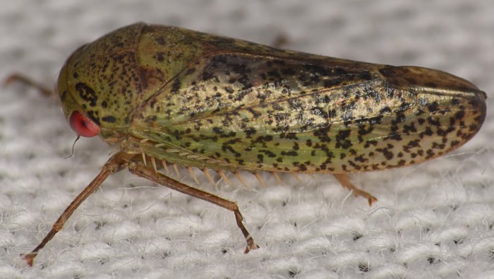 Serangga mirip katak