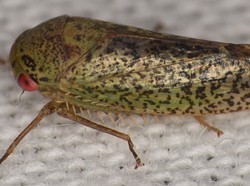 Ilmuwan Temukan 7 Spesies Baru yang Unik, Serangga Tapi Mirip Katak