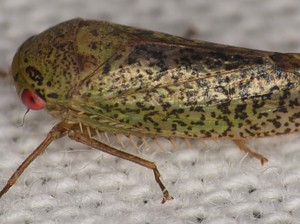 Ilmuwan Temukan 7 Spesies Baru yang Unik, Serangga Tapi Mirip Katak