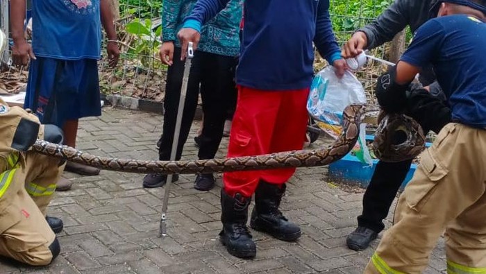 Temuan ular piton di Kenjeran Surabaya