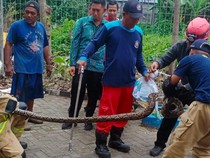 Warga Kenjeran Temukan Sarang Ular Piton Berisi 5 Anakan di Tempat Sampah
