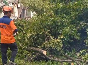 Pohon Usia 40 Tahun Timpa Asrama Polisi di Lebak, Nihil Korban Jiwa
