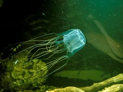 Punya 24 Mata, Hewan Ini Salah Satu yang Paling Mematikan di Dunia