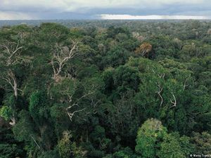 Video: Apa yang Terjadi Pada Hutan Alam Terdampak Tanah Longsor?