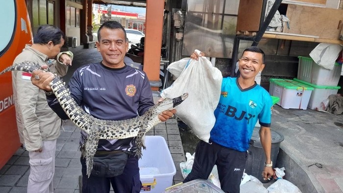 Evakuasi buaya di Jalan Tukad Badung oleh Damkar Denpasar. dok Damkar Denpasar