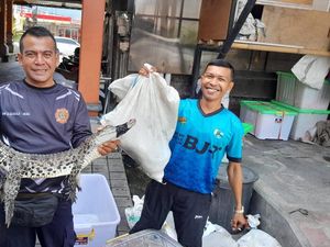 Buaya Muncul di Gorong-gorong Jalan Tukad Badung Bikin Heboh