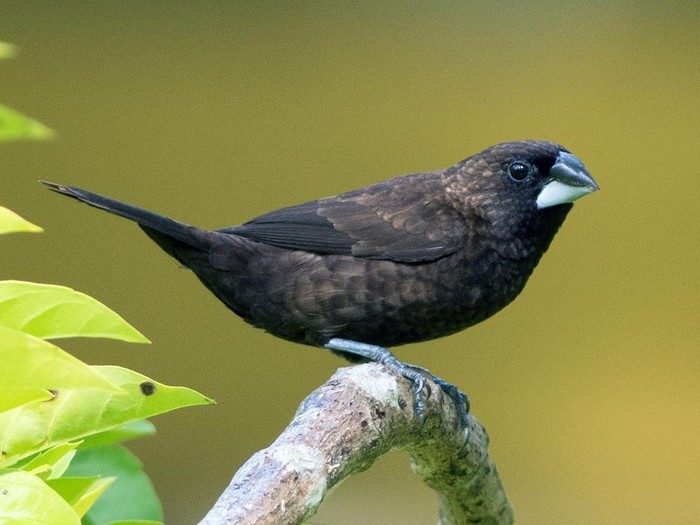 Burung bondol kalimantan.