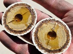 Foto Mencengangkan Bagian Dalam Benda Sehari-Hari Saat Dibelah